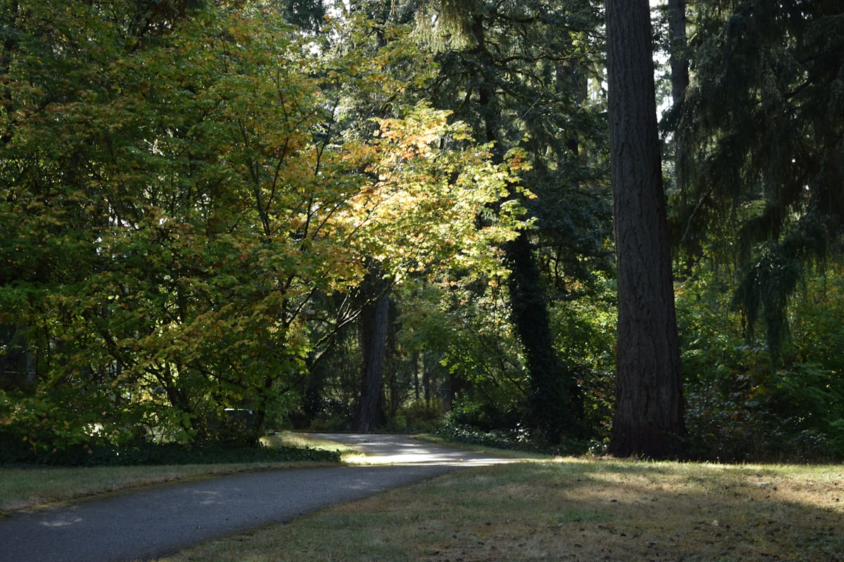 A paved trail winding through a sunlit wooded park, illustrative of Arlington, Virginia parks
